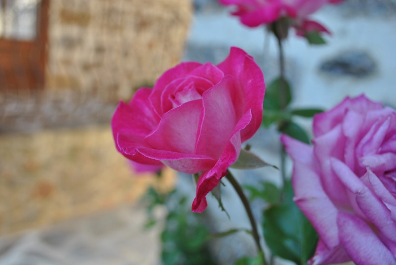 DSC_2216.jpg
