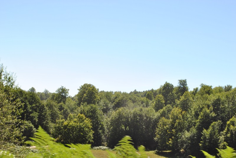 DSC_2454.jpg