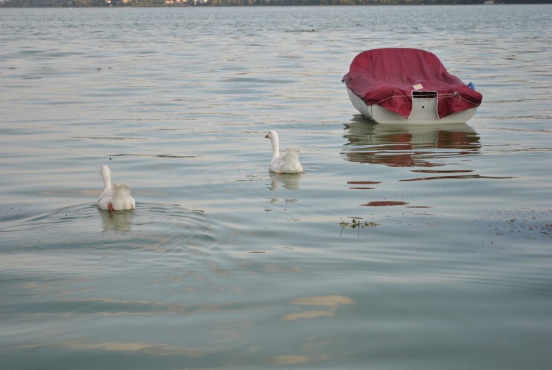 DSC_2266.jpg