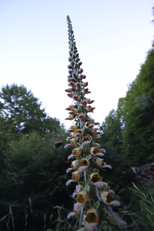 2010_08_07_0540.JPG