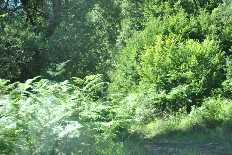 DSC_2421.jpg
