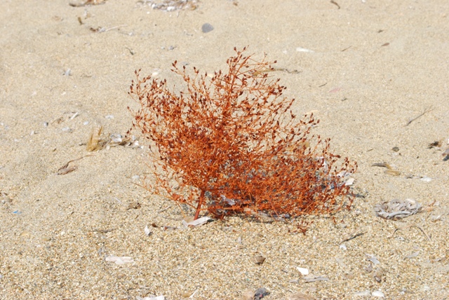 DSC_0637.JPG
