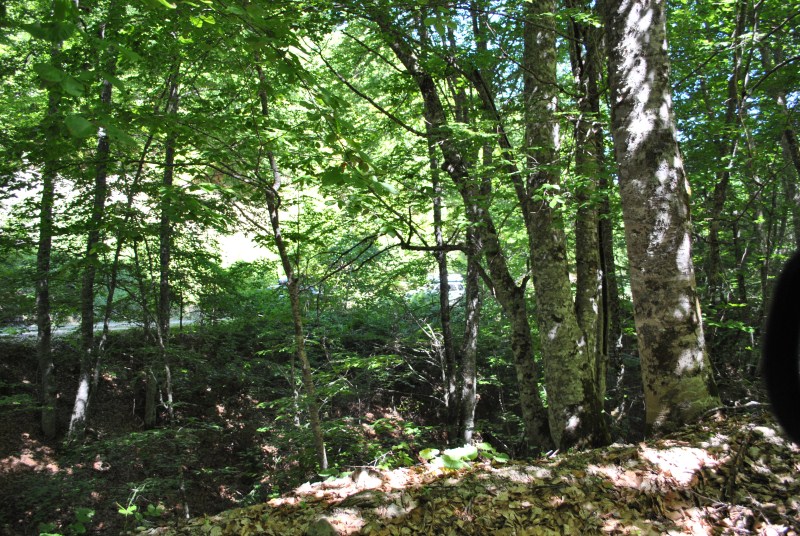 DSC_2448.jpg