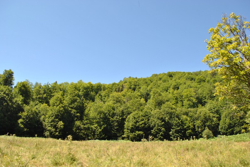 DSC_2450.jpg