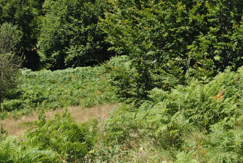 DSC_2453.jpg