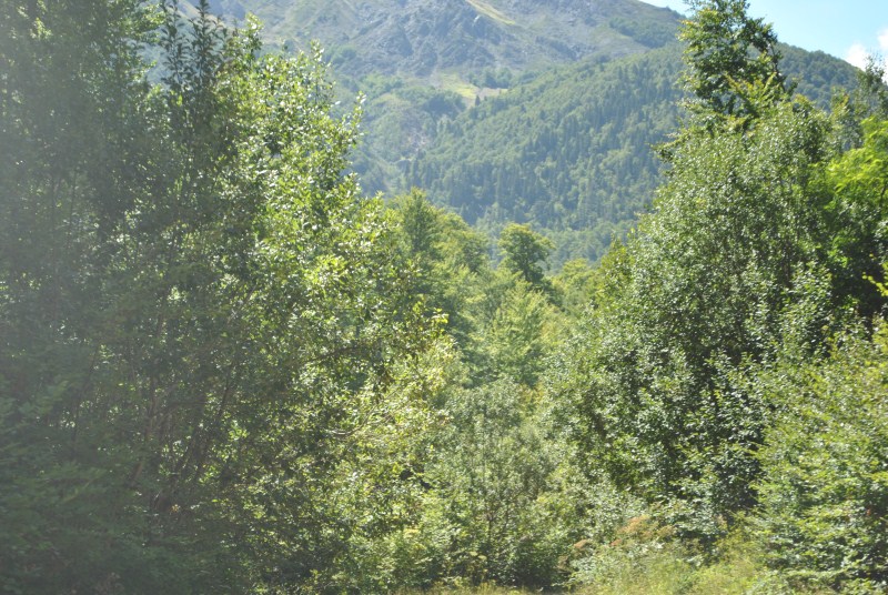 DSC_2555.jpg