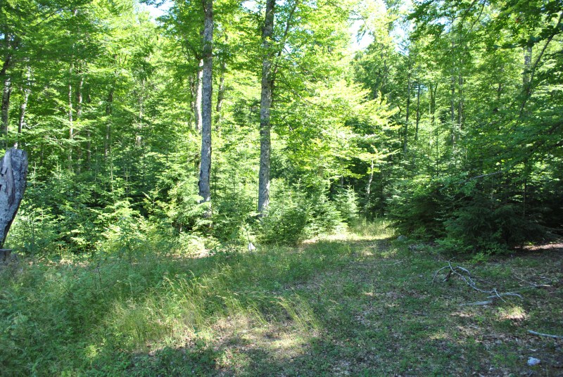 DSC_2558.jpg