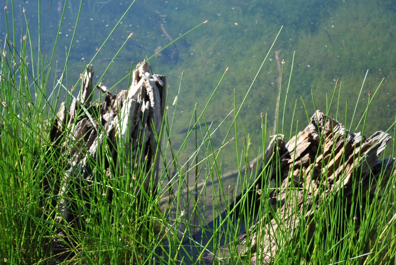 DSC_2703.jpg
