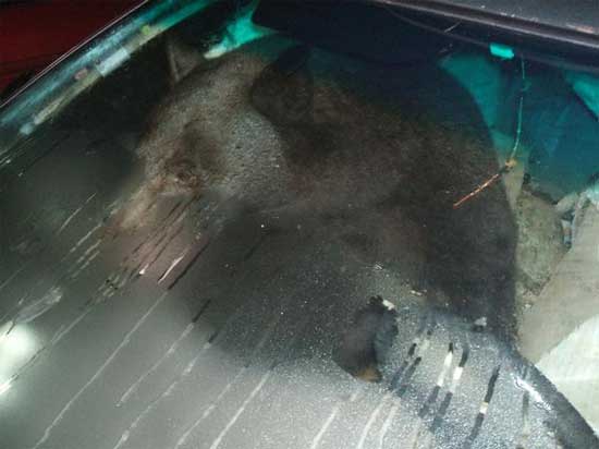 bear-1.jpg