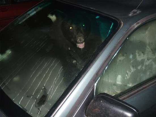 bear-2.jpg