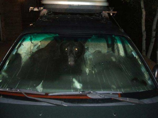 bear-3.jpg