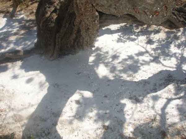 Ασπρόχωμα με πάνω του τα δάκρυα του μαστιχόδεντρου.jpg
