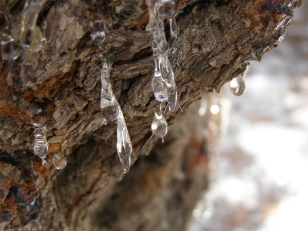 P8211521 (600 x 450).jpg