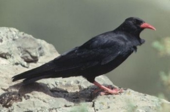 pyrrhocorax.jpg