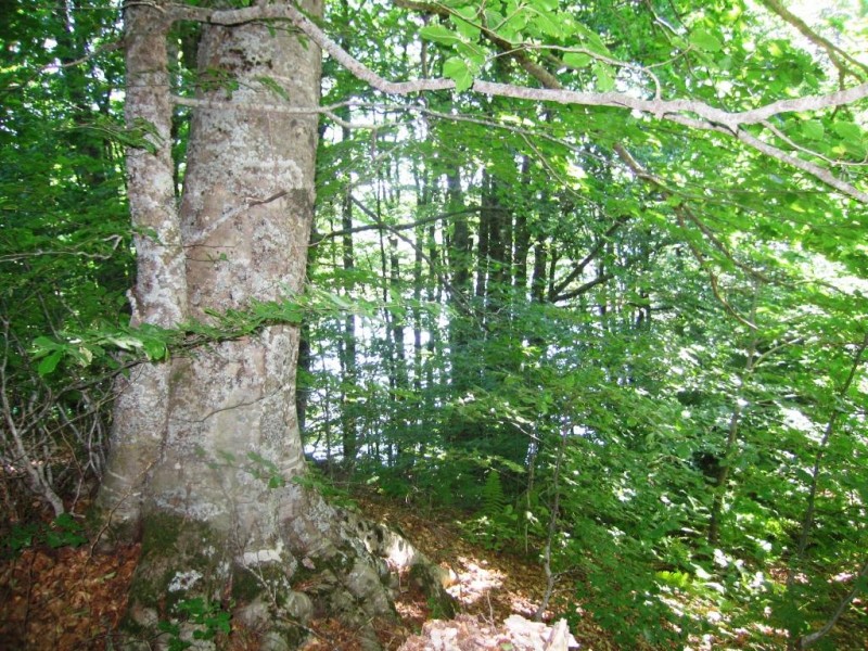 IMG_8889.jpg