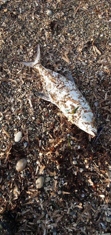 IMG-20191130-WA0000.jpeg