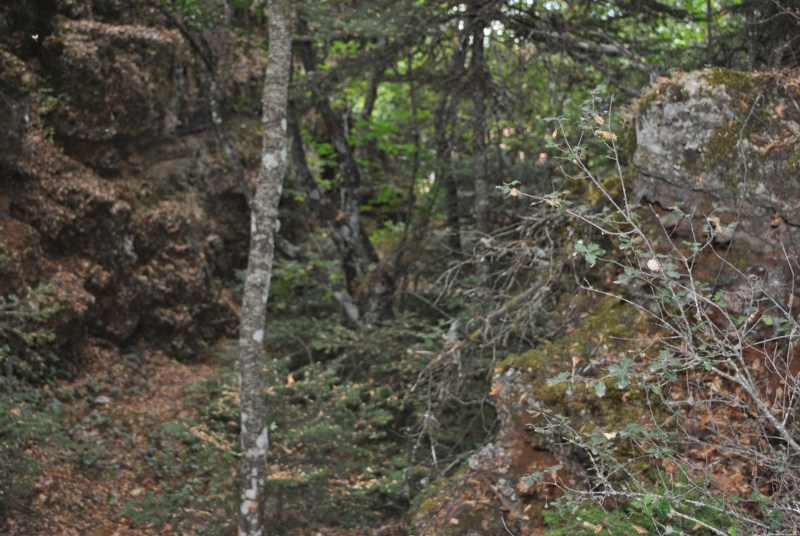 DSC_2925.jpg
