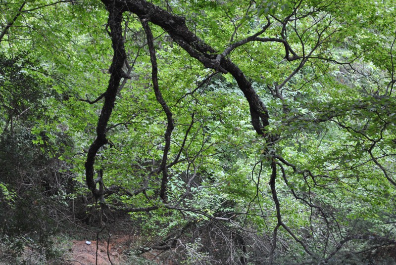 DSC_2978.jpg