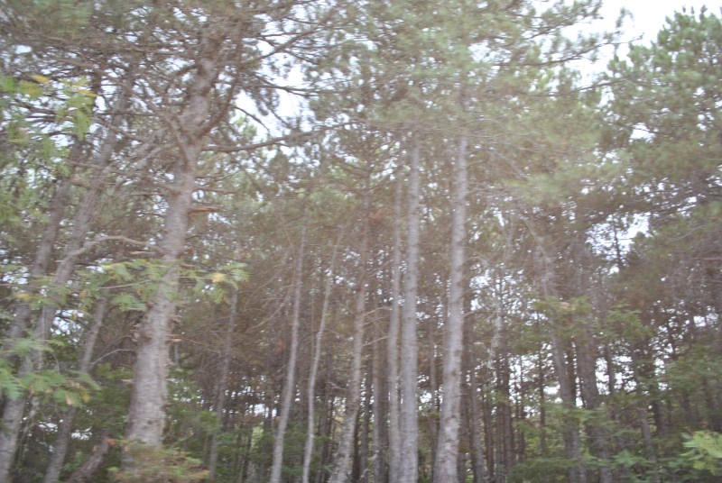 DSC_2988.jpg