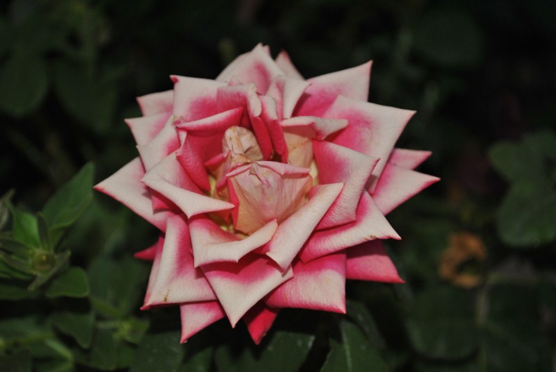 DSC_3093.jpg