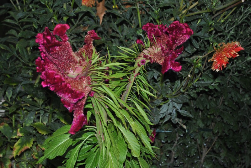 DSC_3094.jpg
