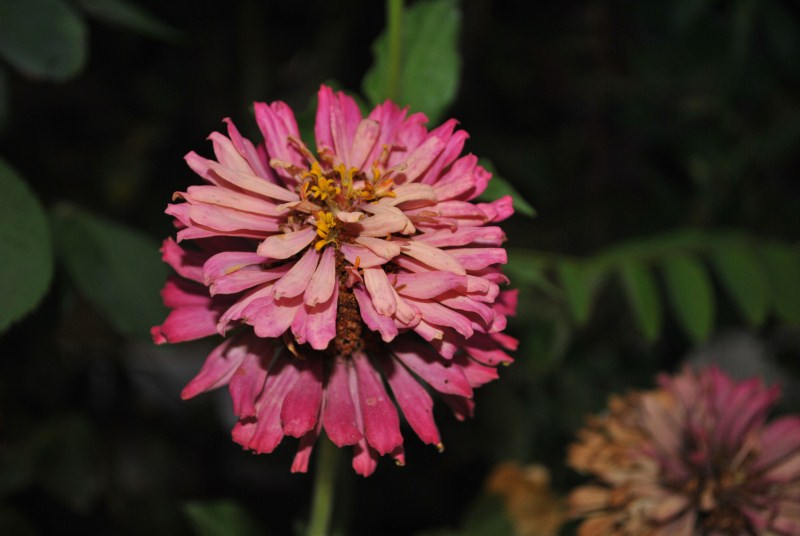 DSC_3095.jpg
