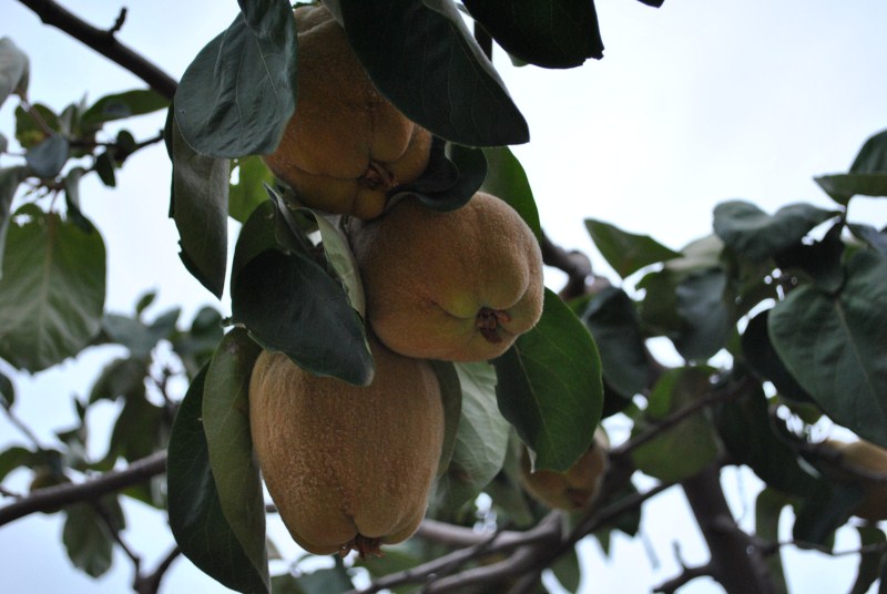 DSC_3105.jpg