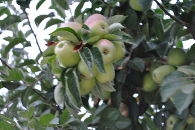 DSC_3106.jpg