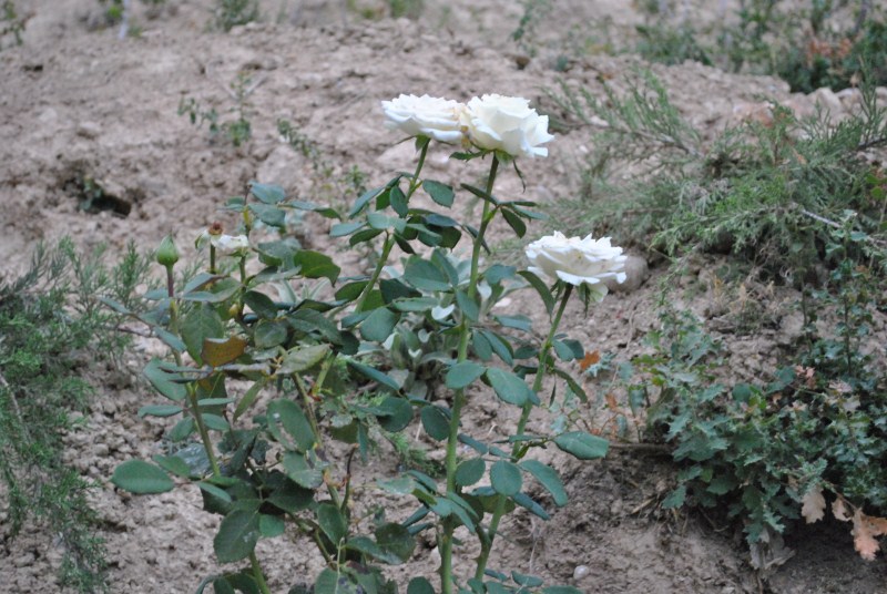 DSC_3115.jpg