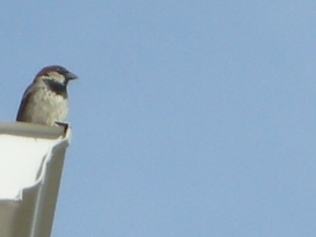 RSCN0362.JPG