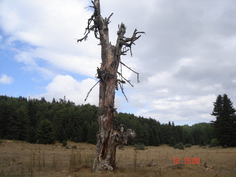 DSC07575.JPG