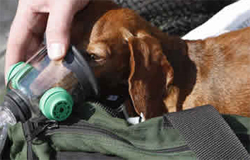 dog4436.jpg