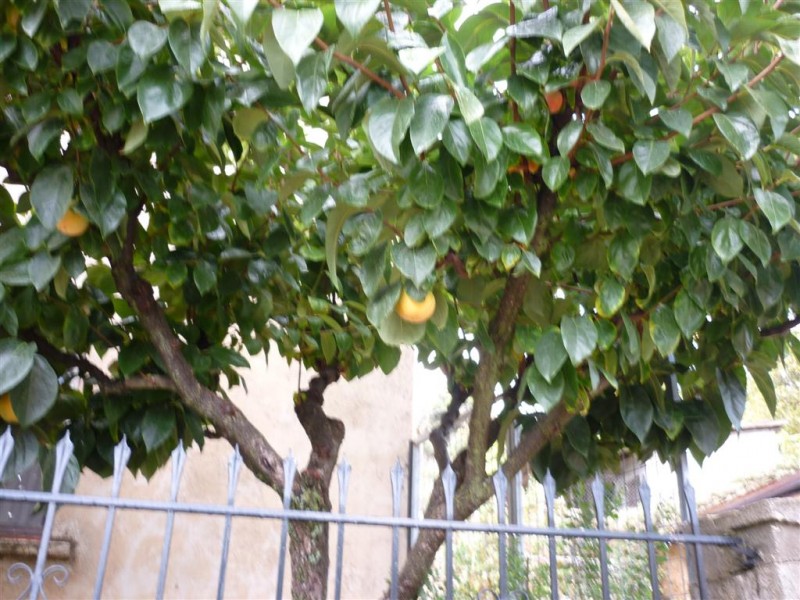 Λασπωμένη ΖΗΡΕΙΑ 060 (Large).jpg