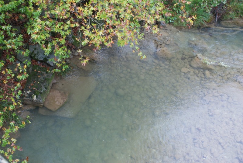 DSC08536.jpg