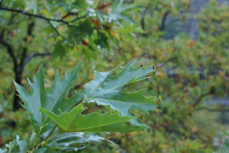 DSC08552.jpg