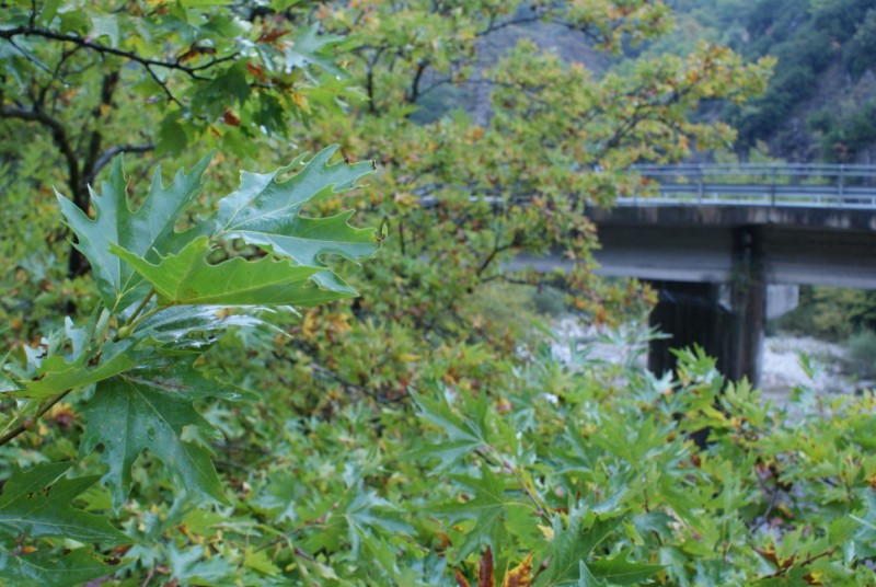 DSC08553.jpg