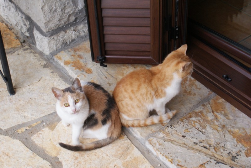 DSC08569.jpg
