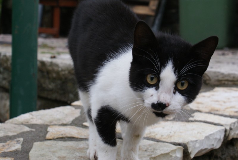 DSC08652.jpg