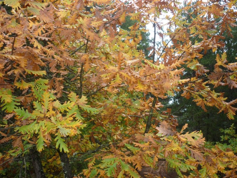 P1000921 (Large).JPG