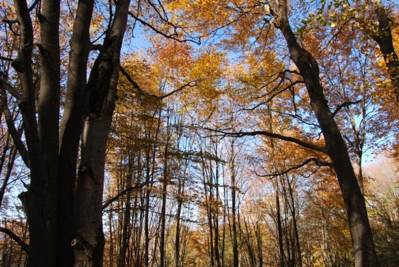 DSC_0860.jpg
