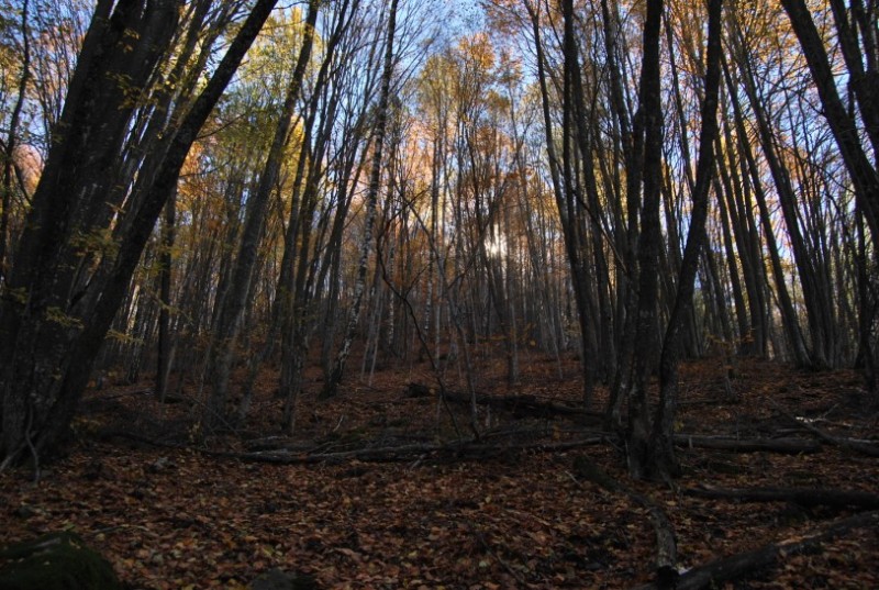 DSC_0841.jpg