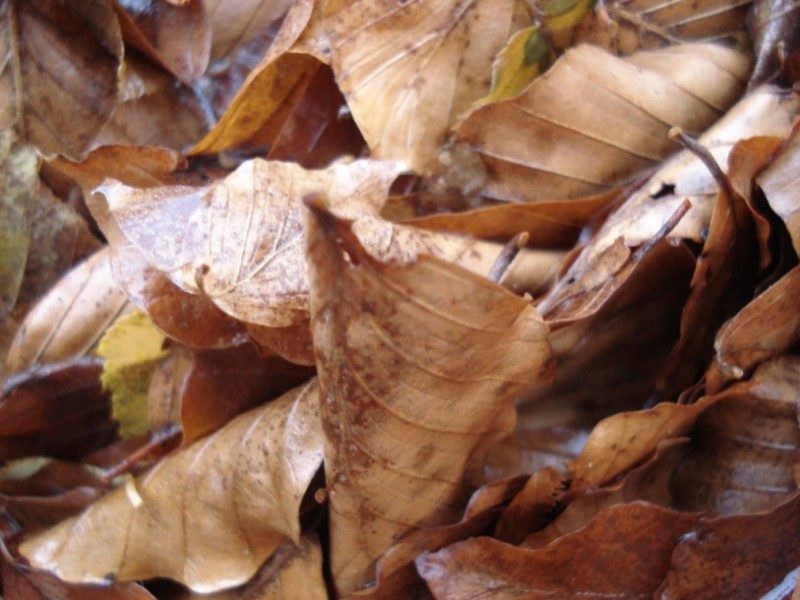 DSC09717.jpg