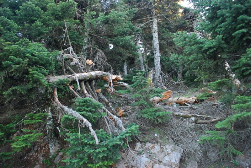 DSC_4142.JPG
