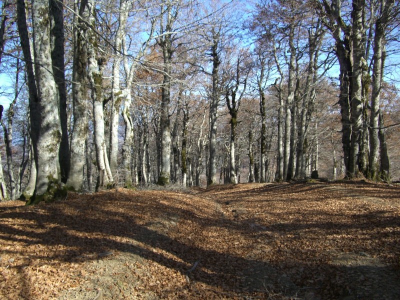 454.jpg