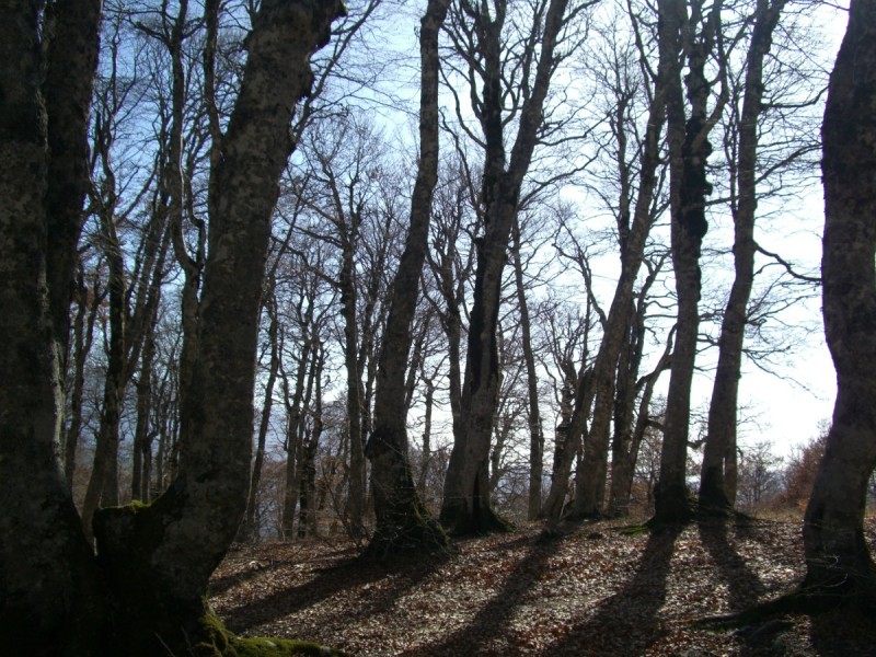 2460.jpg