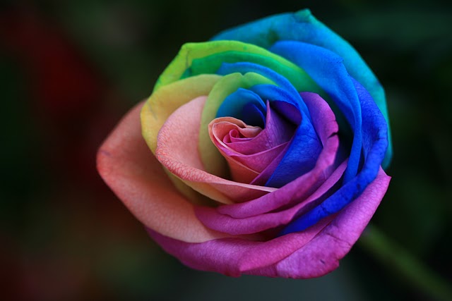 rainbow-rose-1.jpg