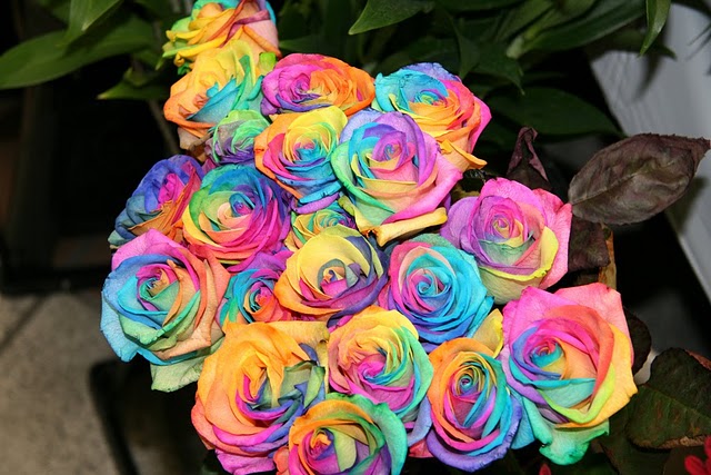 rainbow-rose-3.jpg