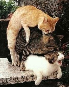 chats-2.jpg