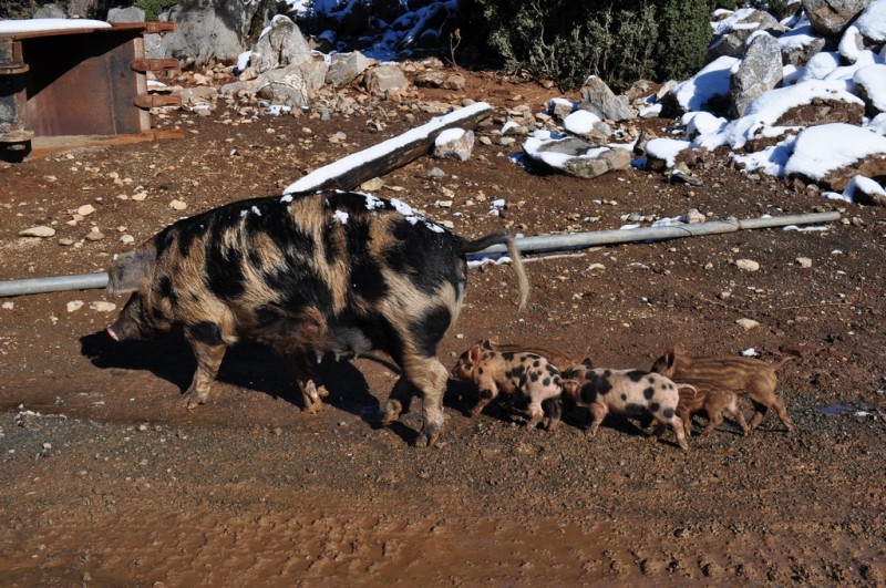 παρνηθα χιονι 173jpg.jpg