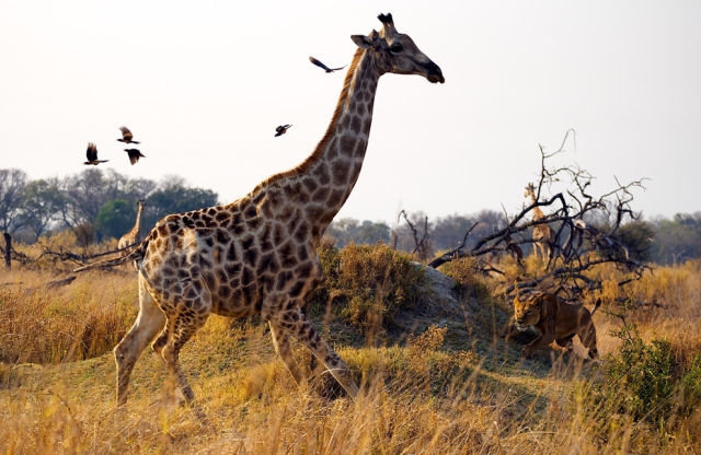 national geographic.jpg